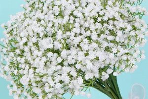 Buy Bulk Babies Breath Online: Cheap + Fresh Baby Care 101: Essential Tips for Happy, Healthy Babies Buy Bulk Babies Breath Online: Cheap + Fresh | Baby Care 101: Essential Tips for Happy, Healthy Babies