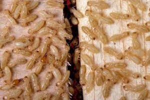 Are Baby Termites Babies? + Expert Termite Control Baby Care 101: Essential Tips for Happy, Healthy Babies Are Baby Termites Babies? + Expert Termite Control | Baby Care 101: Essential Tips for Happy, Healthy Babies