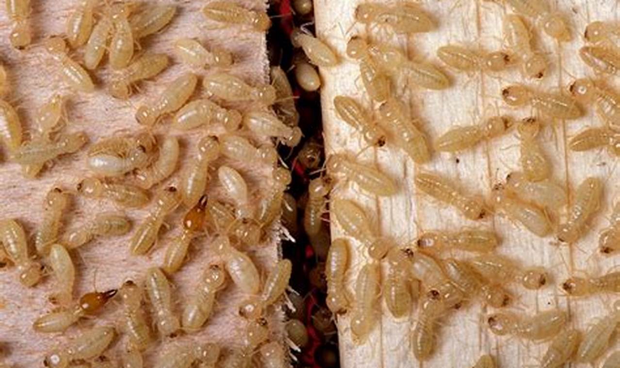 Are Baby Termites Babies? + Expert Termite Control Baby Care 101: Essential Tips for Happy, Healthy Babies Are Baby Termites Babies? + Expert Termite Control | Baby Care 101: Essential Tips for Happy, Healthy Babies