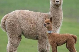 Softest Baby Alpaca: Luxury Comfort for Your Little One Baby Care 101: Essential Tips for Happy, Healthy Babies Softest Baby Alpaca: Luxury Comfort for Your Little One | Baby Care 101: Essential Tips for Happy, Healthy Babies