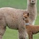 Softest Baby Alpaca: Luxury Comfort for Your Little One | Baby Care 101: Essential Tips for Happy, Healthy Babies