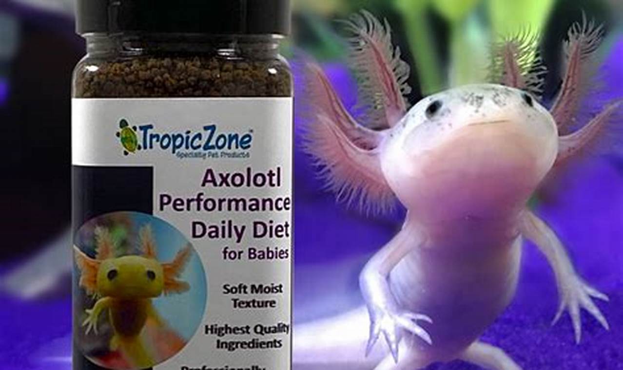 Best Baby Axolotl Food Guide: What, How & When Baby Care 101: Essential Tips for Happy, Healthy Babies Best Baby Axolotl Food Guide: What, How & When | Baby Care 101: Essential Tips for Happy, Healthy Babies
