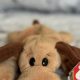 Guide to Beanie Baby Dogs Values: Collectible Canine Plush | Baby Care 101: Essential Tips for Happy, Healthy Babies