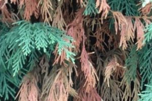 Help! Baby Cypress Tree Turning Brown Fast Fix Baby Care 101: Essential Tips for Happy, Healthy Babies Help! Baby Cypress Tree Turning Brown Fast Fix | Baby Care 101: Essential Tips for Happy, Healthy Babies