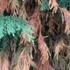 Help! Baby Cypress Tree Turning Brown Fast Fix | Baby Care 101: Essential Tips for Happy, Healthy Babies