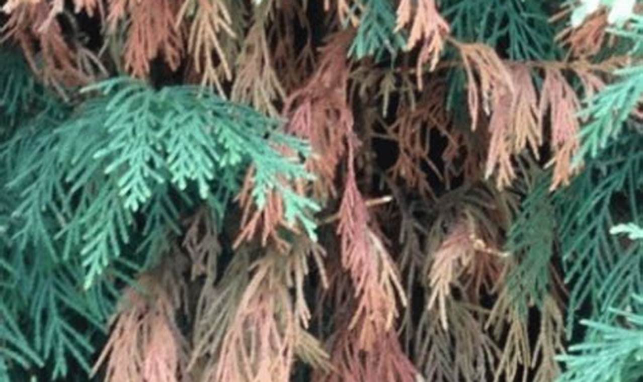 Help! Baby Cypress Tree Turning Brown Fast Fix Baby Care 101: Essential Tips for Happy, Healthy Babies Help! Baby Cypress Tree Turning Brown Fast Fix | Baby Care 101: Essential Tips for Happy, Healthy Babies