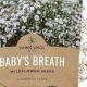Buy Baby Breath Seeds Now: Grow Your Own! | Baby Care 101: Essential Tips for Happy, Healthy Babies