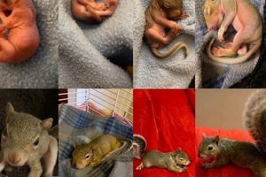 Decode: Baby Squirrel Age Guide + Care Tips Baby Care 101: Essential Tips for Happy, Healthy Babies Decode: Baby Squirrel Age Guide + Care Tips | Baby Care 101: Essential Tips for Happy, Healthy Babies