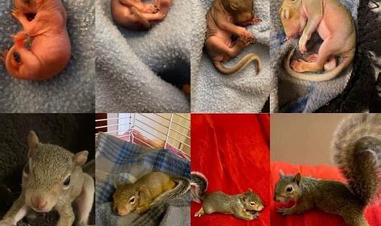Decode: Baby Squirrel Age Guide + Care Tips | Baby Care 101: Essential Tips for Happy, Healthy Babies
