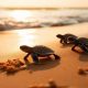 Tiny Turtle Baby: Care Tips & Cute Facts! | Baby Care 101: Essential Tips for Happy, Healthy Babies
