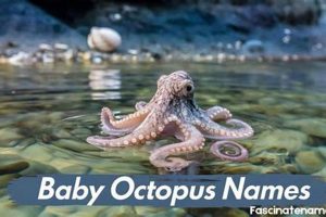 Tiny Terrors: Baby Octopus Name Guide & Facts Baby Care 101: Essential Tips for Happy, Healthy Babies Tiny Terrors: Baby Octopus Name Guide & Facts | Baby Care 101: Essential Tips for Happy, Healthy Babies