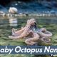 Tiny Terrors: Baby Octopus Name Guide & Facts | Baby Care 101: Essential Tips for Happy, Healthy Babies