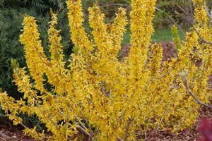 Grow Show Off Sugar Baby Forsythia: Spring's Sweet Show! Baby Care 101: Essential Tips for Happy, Healthy Babies Grow Show Off Sugar Baby Forsythia: Spring's Sweet Show! | Baby Care 101: Essential Tips for Happy, Healthy Babies