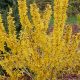 Grow Show Off Sugar Baby Forsythia: Spring's Sweet Show! | Baby Care 101: Essential Tips for Happy, Healthy Babies
