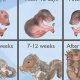 Squirrel Litters: How Many Babies Do Squirrels Have? | Baby Care 101: Essential Tips for Happy, Healthy Babies