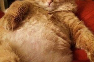 Cute Fat Orange Cat Baby Kittens: Tiny Chubbs! Baby Care 101: Essential Tips for Happy, Healthy Babies Cute Fat Orange Cat Baby Kittens: Tiny Chubbs! | Baby Care 101: Essential Tips for Happy, Healthy Babies