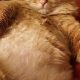 Cute Fat Orange Cat Baby Kittens: Tiny Chubbs! | Baby Care 101: Essential Tips for Happy, Healthy Babies