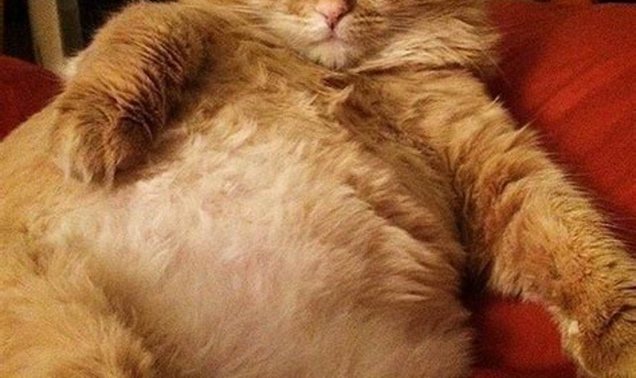 Cute Fat Orange Cat Baby Kittens: Tiny Chubbs! | Baby Care 101: Essential Tips for Happy, Healthy Babies