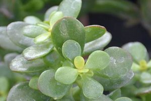 Grow a Tiny Treasure: The Baby Jade Plant Care Guide Baby Care 101: Essential Tips for Happy, Healthy Babies Grow a Tiny Treasure: The Baby Jade Plant Care Guide | Baby Care 101: Essential Tips for Happy, Healthy Babies