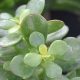 Grow a Tiny Treasure: The Baby Jade Plant Care Guide | Baby Care 101: Essential Tips for Happy, Healthy Babies