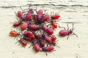 Little Baby Box Elder Bugs: Identify & Control Tips Baby Care 101: Essential Tips for Happy, Healthy Babies Little Baby Box Elder Bugs: Identify & Control Tips | Baby Care 101: Essential Tips for Happy, Healthy Babies