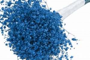 Find Baby's Breath Cheap: Deals & Affordable Bouquets | Baby Care 101: Essential Tips for Happy, Healthy Babies