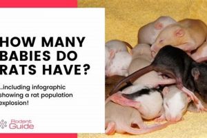 Rat Reproduction: How Often Do Rats Have Babies? Control Tips | Baby Care 101: Essential Tips for Happy, Healthy Babies
