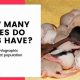 Rat Reproduction: How Often Do Rats Have Babies? Control Tips | Baby Care 101: Essential Tips for Happy, Healthy Babies