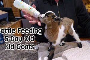 Bottle Feeding Guide: How Often to Bottle Feed Baby Goats (Tips) Baby Care 101: Essential Tips for Happy, Healthy Babies Bottle Feeding Guide: How Often to Bottle Feed Baby Goats (Tips) | Baby Care 101: Essential Tips for Happy, Healthy Babies