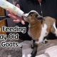 Bottle Feeding Guide: How Often to Bottle Feed Baby Goats (Tips) | Baby Care 101: Essential Tips for Happy, Healthy Babies