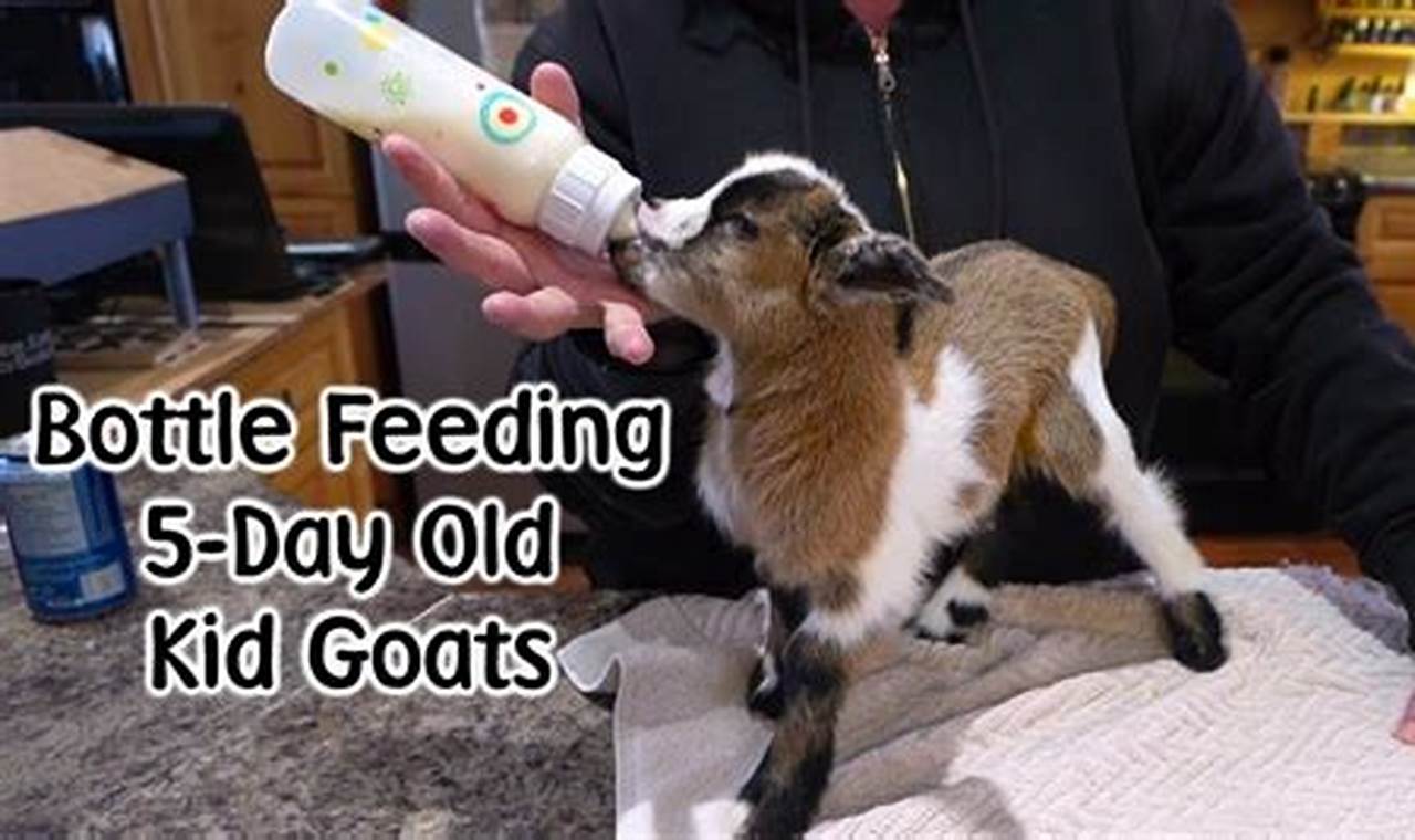Bottle Feeding Guide: How Often to Bottle Feed Baby Goats (Tips) Baby Care 101: Essential Tips for Happy, Healthy Babies Bottle Feeding Guide: How Often to Bottle Feed Baby Goats (Tips) | Baby Care 101: Essential Tips for Happy, Healthy Babies