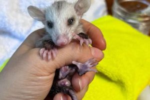 Baby Possum Care: A Rescue Guide for Tiny Critters | Baby Care 101: Essential Tips for Happy, Healthy Babies