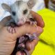 Baby Possum Care: A Rescue Guide for Tiny Critters | Baby Care 101: Essential Tips for Happy, Healthy Babies