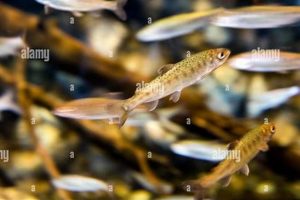 Tiny Wonders: Caring for Baby Salmon Babies Baby Care 101: Essential Tips for Happy, Healthy Babies Tiny Wonders: Caring for Baby Salmon Babies | Baby Care 101: Essential Tips for Happy, Healthy Babies