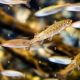Tiny Wonders: Caring for Baby Salmon Babies | Baby Care 101: Essential Tips for Happy, Healthy Babies