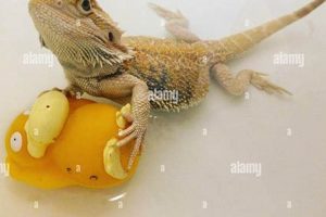 Caring for Your Baby Bearded Dragon: A Complete Guide | Baby Care 101: Essential Tips for Happy, Healthy Babies
