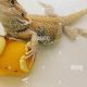 Caring for Your Baby Bearded Dragon: A Complete Guide | Baby Care 101: Essential Tips for Happy, Healthy Babies
