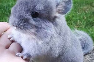 Caring for Chinchilla Babies: Tips &amp; Beyond | Baby Care 101: Essential Tips for Happy, Healthy Babies