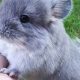 Caring for Chinchilla Babies: Tips &amp; Beyond | Baby Care 101: Essential Tips for Happy, Healthy Babies