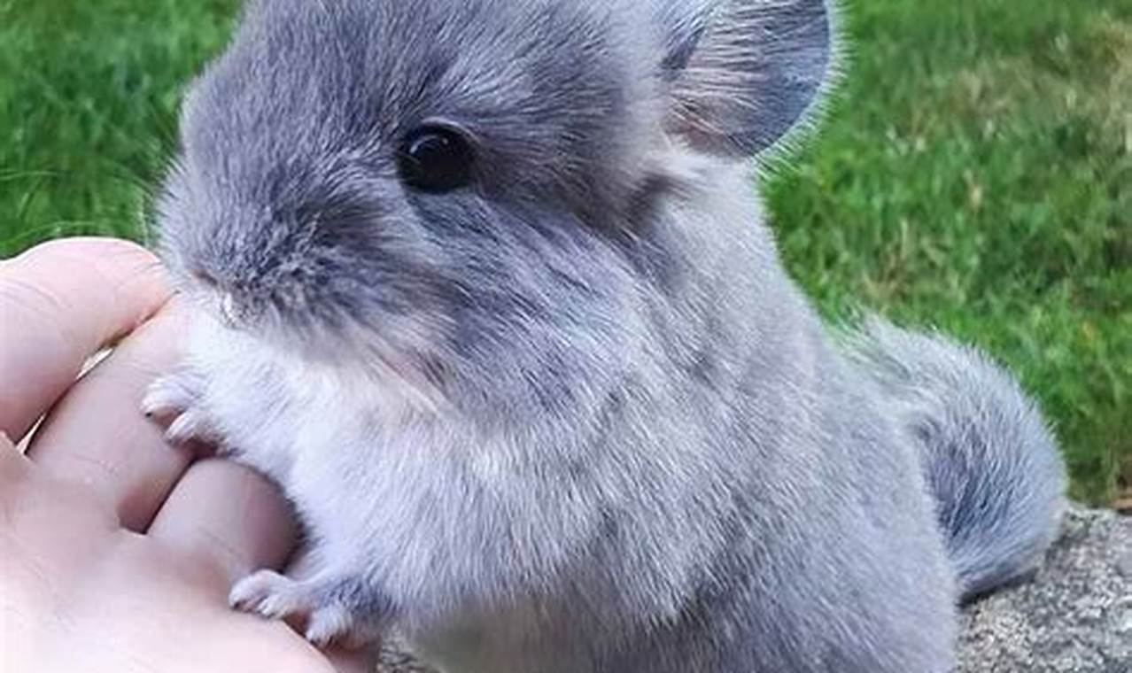 Caring for Chinchilla Babies: Tips &amp; Beyond | Baby Care 101: Essential Tips for Happy, Healthy Babies