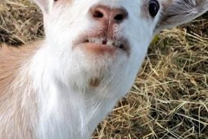 Prevent Baby Goat Trauma to Teeth: Causes & Care Tips | Baby Care 101: Essential Tips for Happy, Healthy Babies