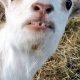 Prevent Baby Goat Trauma to Teeth: Causes & Care Tips | Baby Care 101: Essential Tips for Happy, Healthy Babies