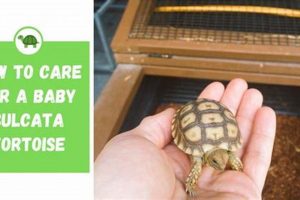 Beginner's Guide: Baby Sulcata Tortoise Care Tips + Tricks | Baby Care 101: Essential Tips for Happy, Healthy Babies