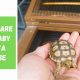 Beginner's Guide: Baby Sulcata Tortoise Care Tips + Tricks | Baby Care 101: Essential Tips for Happy, Healthy Babies