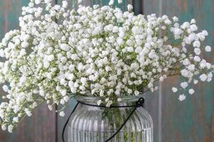 Understanding Baby's Breath Cost: Prices & Budget Tips Baby Care 101: Essential Tips for Happy, Healthy Babies Understanding Baby's Breath Cost: Prices & Budget Tips | Baby Care 101: Essential Tips for Happy, Healthy Babies