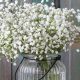 Understanding Baby's Breath Cost: Prices &amp; Budget Tips | Baby Care 101: Essential Tips for Happy, Healthy Babies