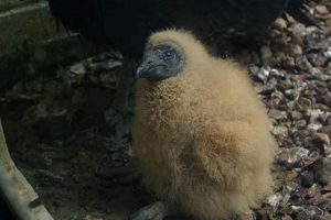 All About Baby Black Vultures: Facts &amp; Care Guide | Baby Care 101: Essential Tips for Happy, Healthy Babies