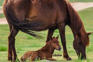 Newborn Horse For Sale: Your Dream Baby Horse Awaits! | Baby Care 101: Essential Tips for Happy, Healthy Babies