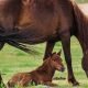 Newborn Horse For Sale: Your Dream Baby Horse Awaits! | Baby Care 101: Essential Tips for Happy, Healthy Babies