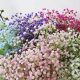 Exploring Baby's Breath Colors: Types & Meanings | Baby Care 101: Essential Tips for Happy, Healthy Babies